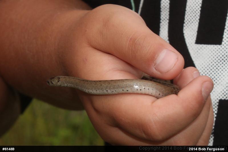 Dekay's Brownsnake