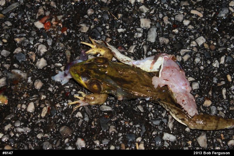 Green Frog