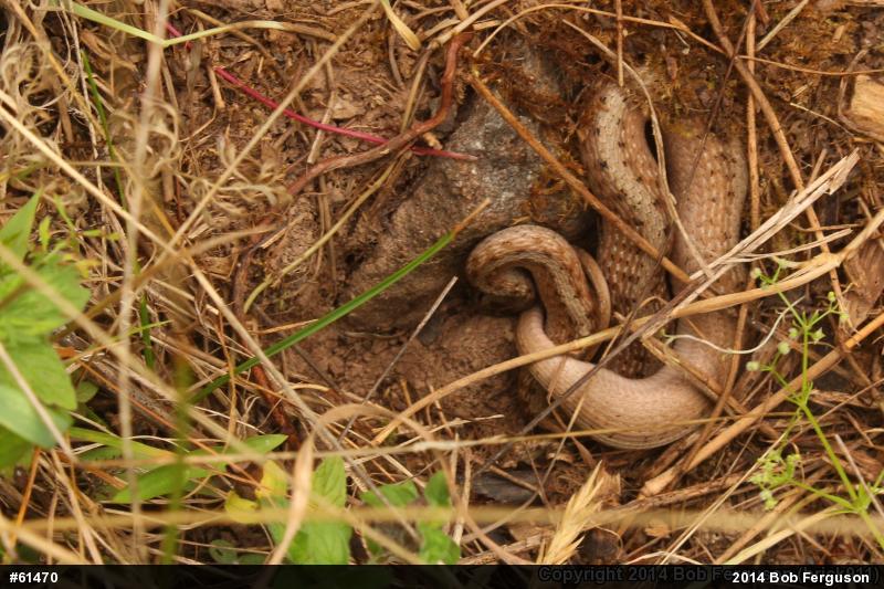 Dekay's Brownsnake
