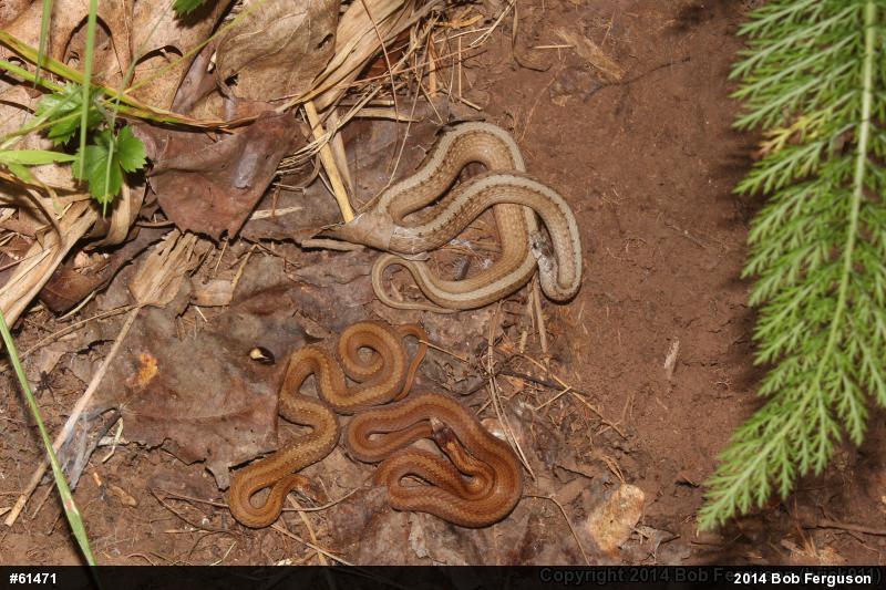 Dekay's Brownsnake