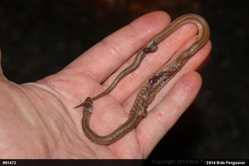 Dekay's Brownsnake