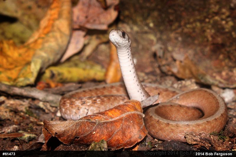 Dekay's Brownsnake