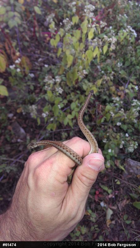 Dekay's Brownsnake