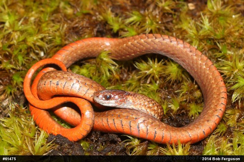 Red-bellied Snake