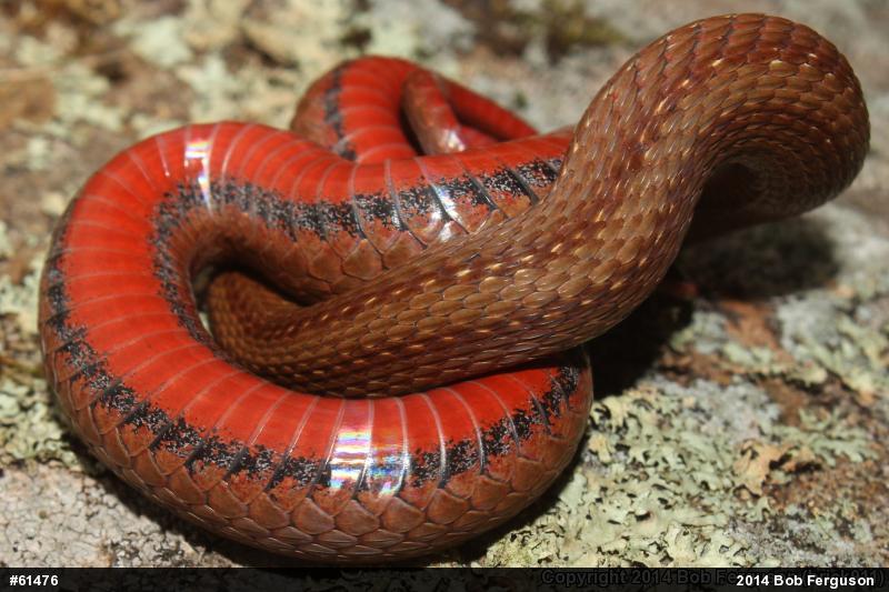 Red-bellied Snake