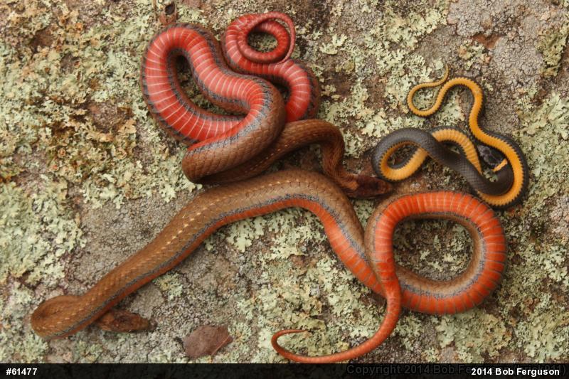 Red-bellied Snake