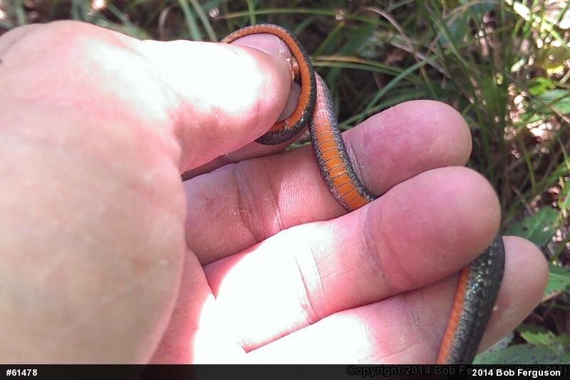 Red-bellied Snake