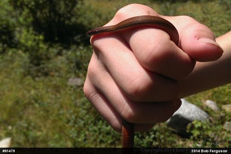 Red-bellied Snake