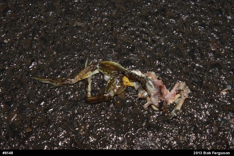 True Frogs