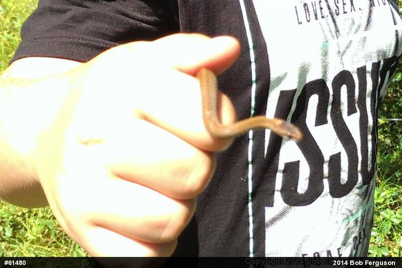 Red-bellied Snake