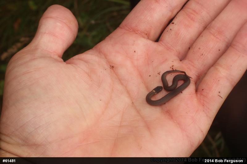 Red-bellied Snake