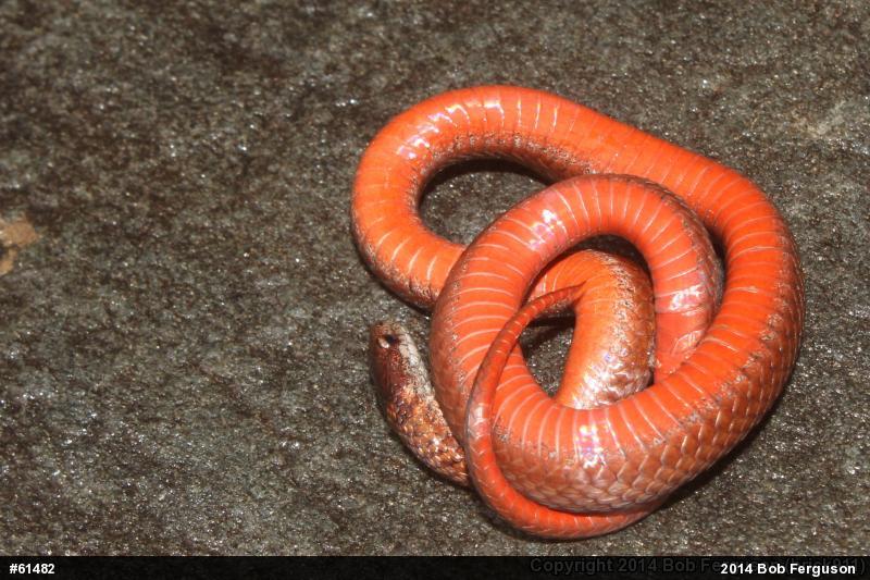 Red-bellied Snake