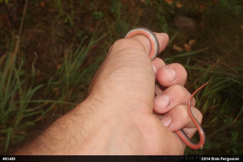 Red-bellied Snake