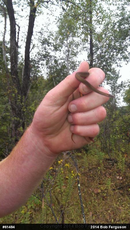 Red-bellied Snake