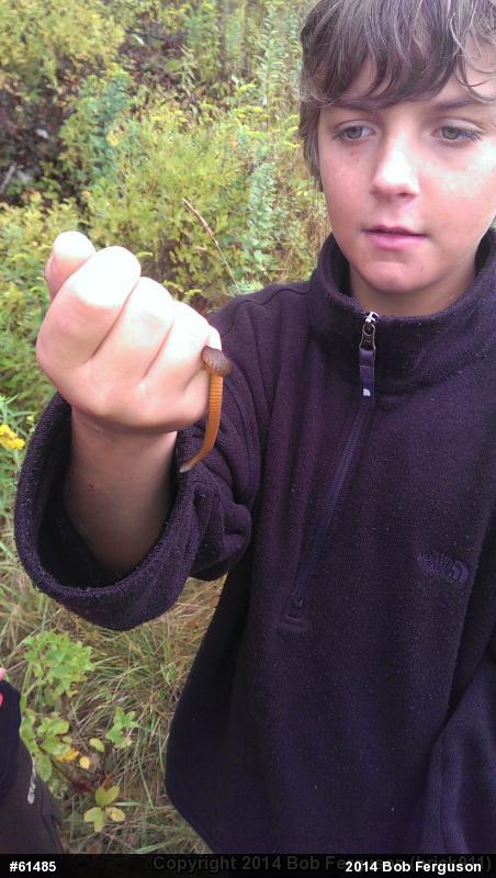 Red-bellied Snake