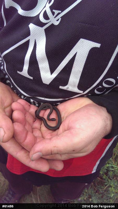 Red-bellied Snake
