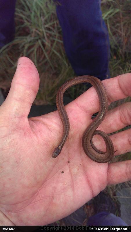 Red-bellied Snake