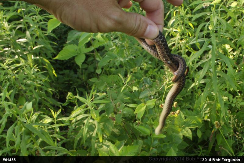 Eastern Gartersnake