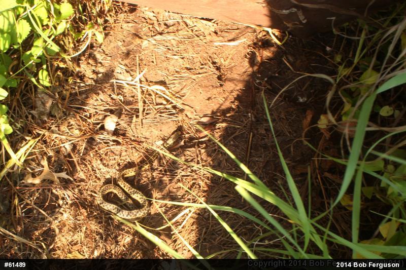 Eastern Gartersnake