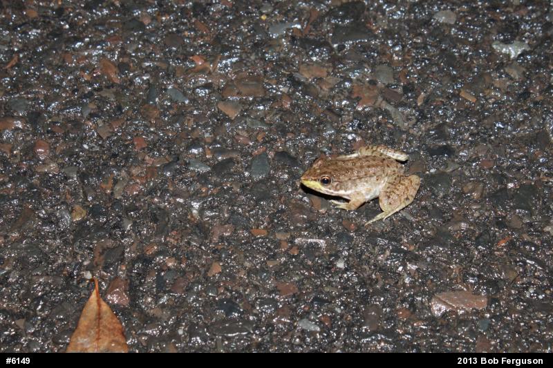 Green Frog