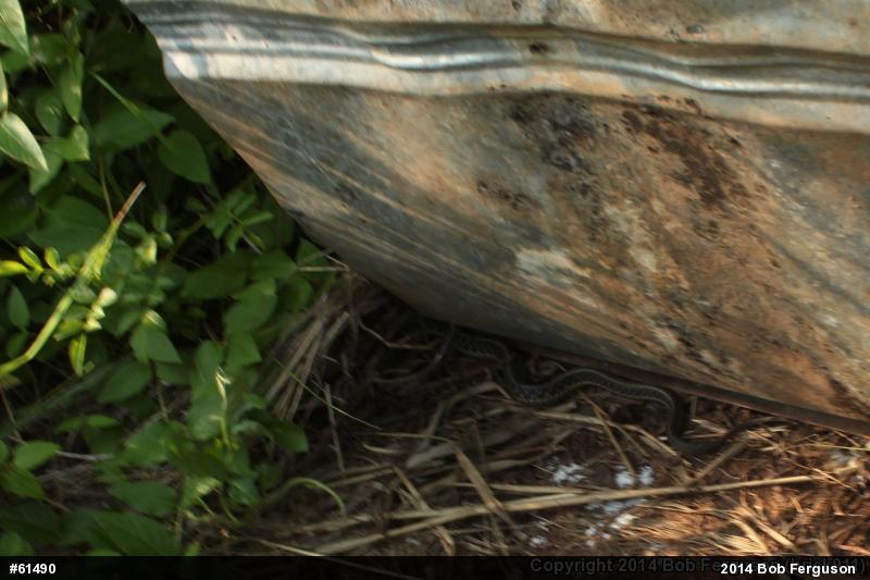 Eastern Gartersnake