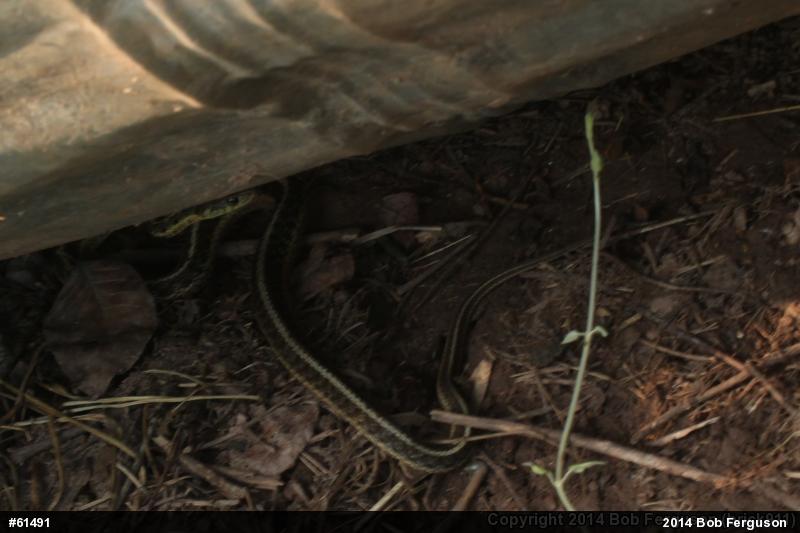 Eastern Gartersnake