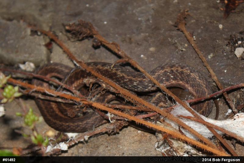 Eastern Gartersnake