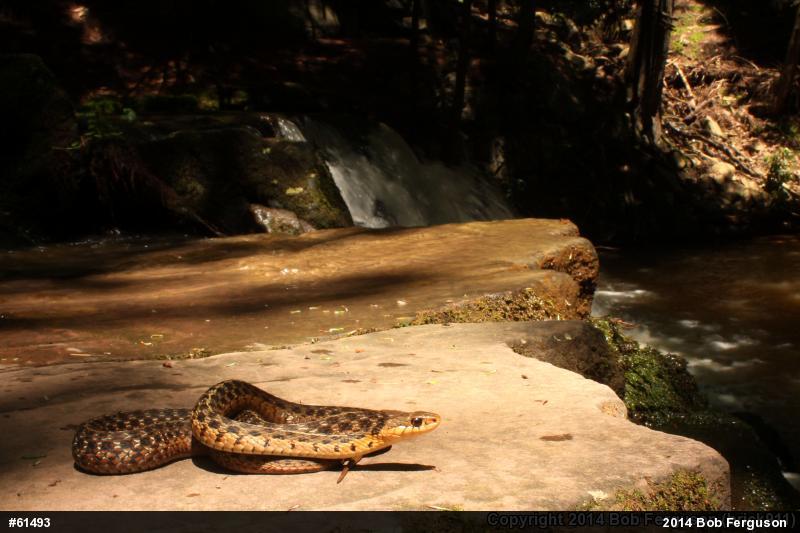 Eastern Gartersnake