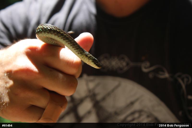 Eastern Gartersnake