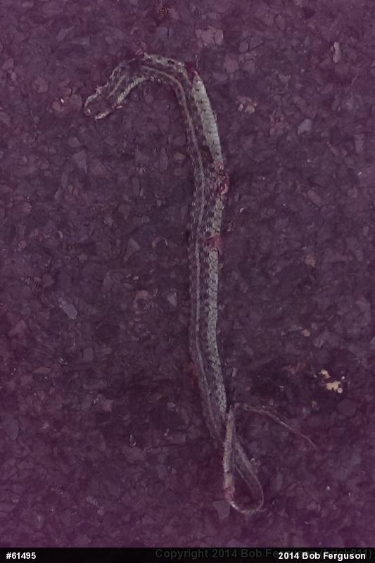 Eastern Gartersnake