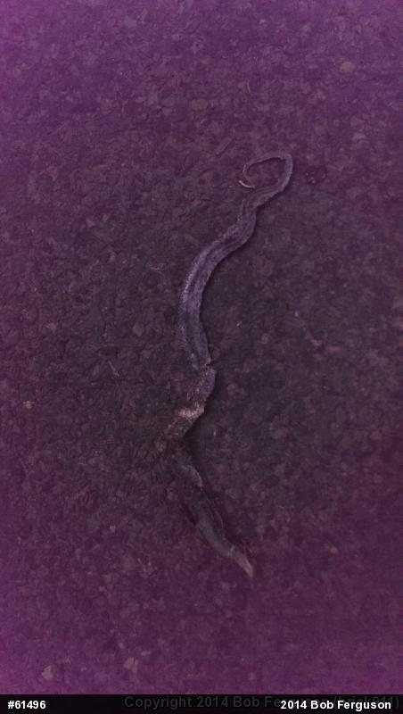 Eastern Gartersnake