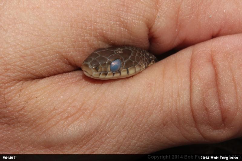Eastern Gartersnake