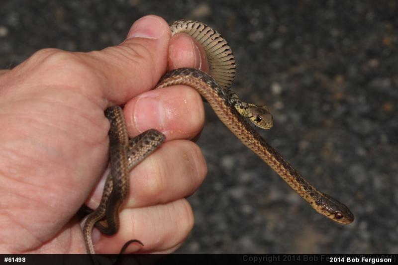 Eastern Gartersnake