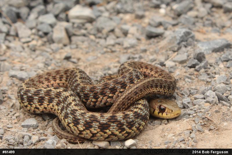 Eastern Gartersnake