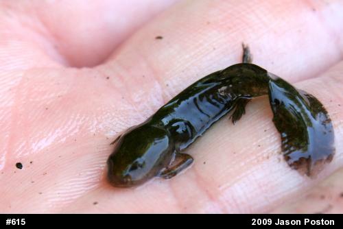 Mole Salamanders