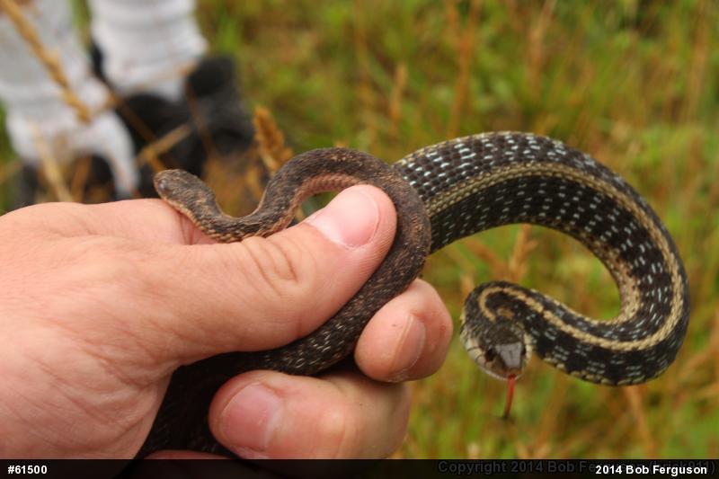 Eastern Gartersnake