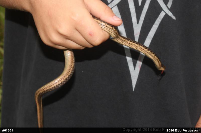 Eastern Gartersnake