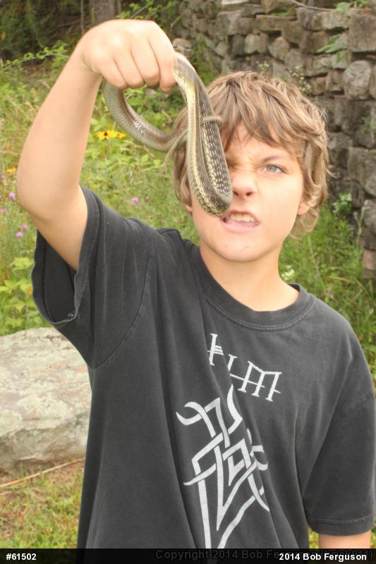 Eastern Gartersnake