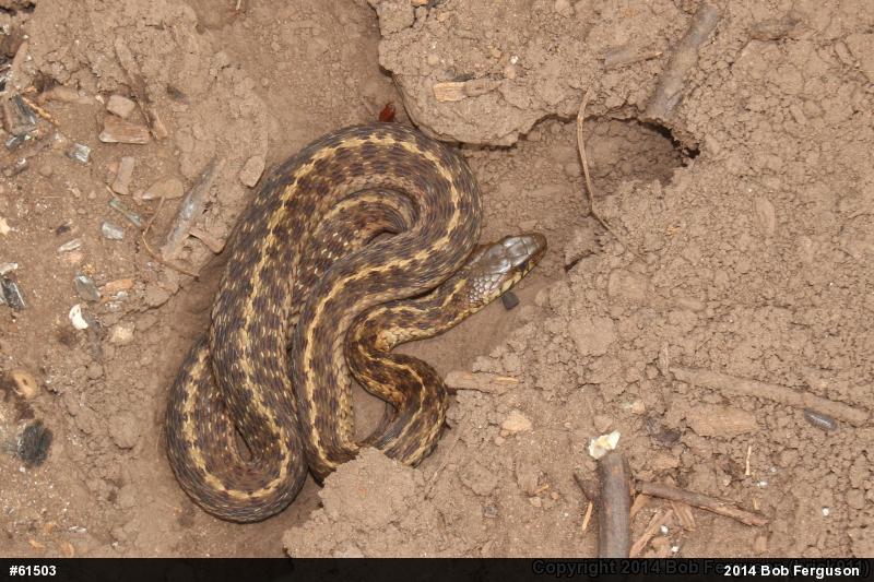 Eastern Gartersnake