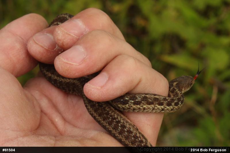 Eastern Gartersnake