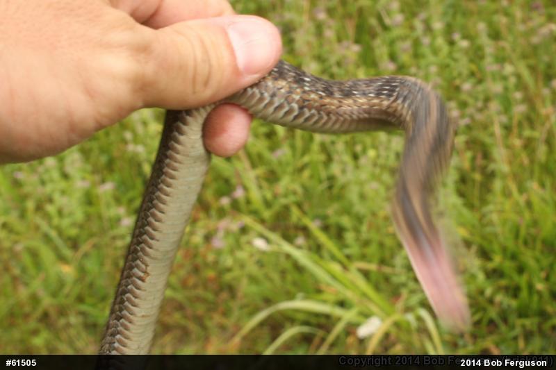 Eastern Gartersnake