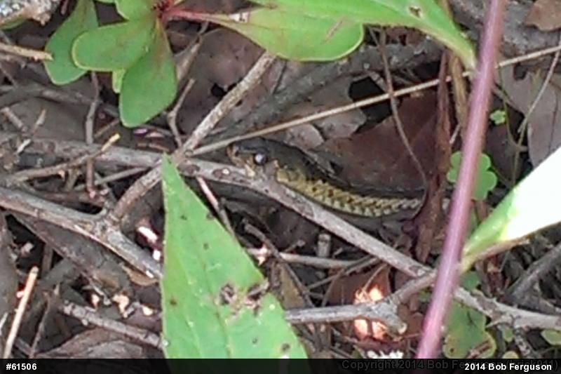 Eastern Gartersnake