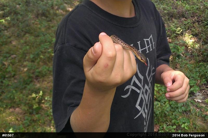 Eastern Gartersnake