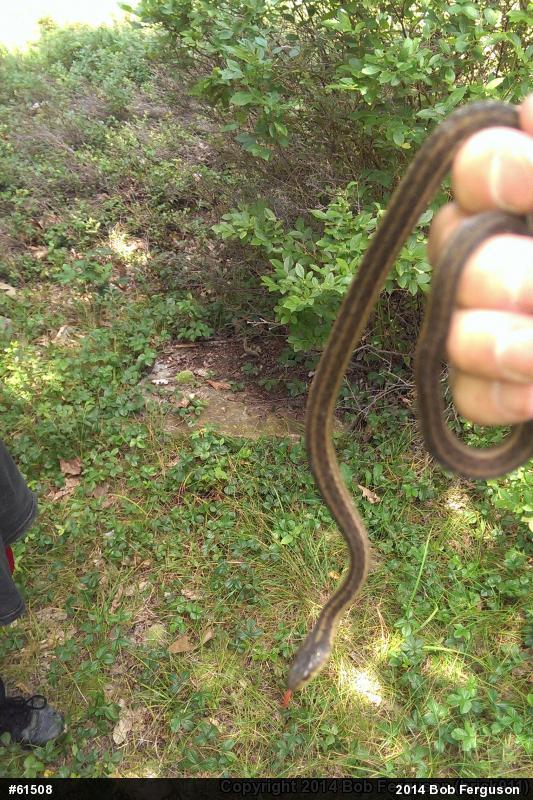 Eastern Gartersnake