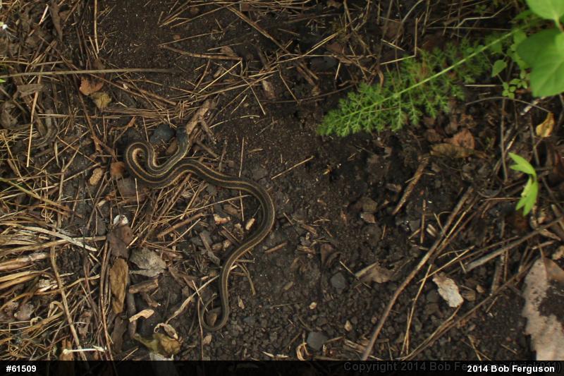 Eastern Gartersnake