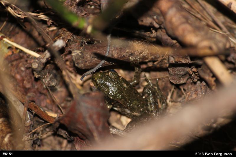 Green Frog
