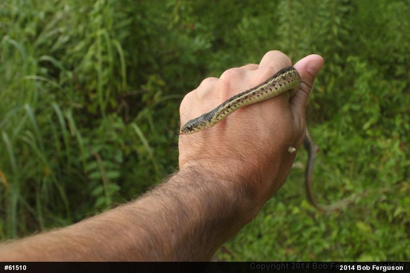Eastern Gartersnake