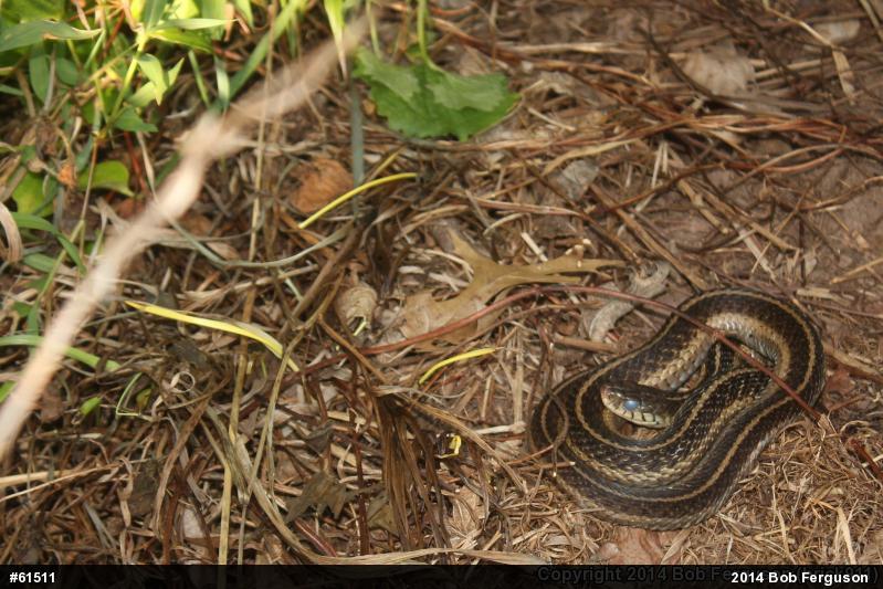 Eastern Gartersnake