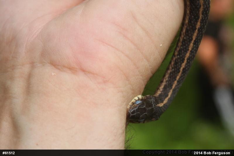 Eastern Gartersnake