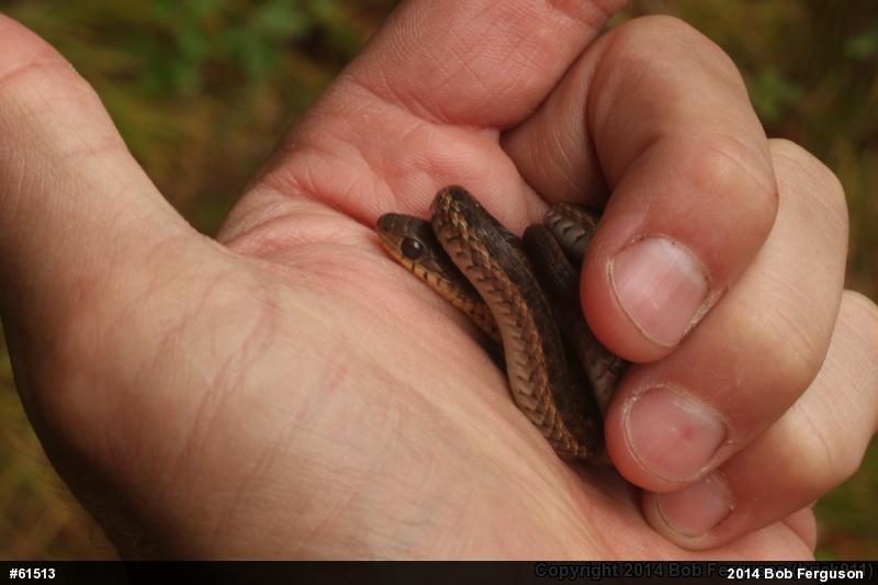 Eastern Gartersnake